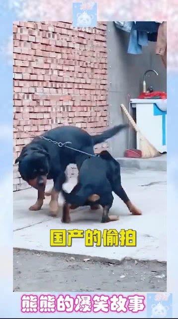 国产拍偷,揭秘镜头背后的偷拍艺术