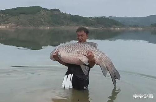 青鱼视频国产,青鱼视频引领国产短视频新潮流